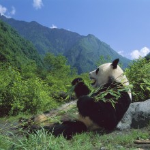 Giant Panda Eating Bamboo, Wolong Nature Reserve, Sichuan, China