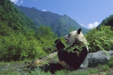 Giant Panda Eating Bamboo, Wolong Nature Reserve, Sichuan, China