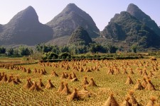 Harvested Rice Field, Li River Area, Yangshuo, Guangxi Province, China